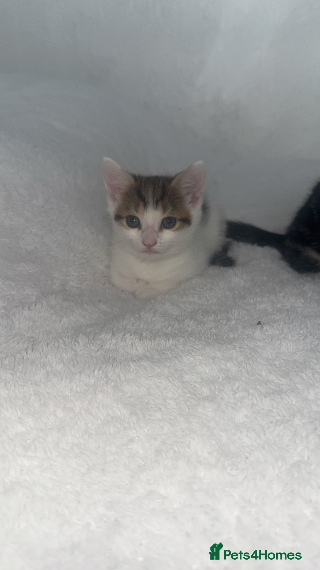 Domestic Shorthair cats for sale: Female kittens  - Image 1