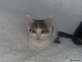 Domestic Shorthair cats - Advert 20