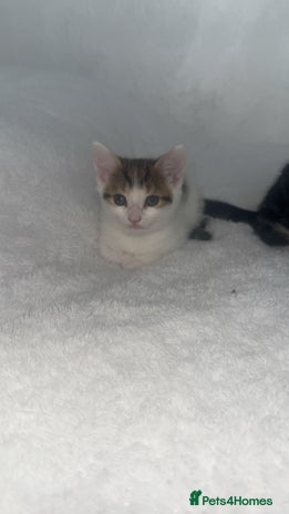 Domestic Shorthair cats - Advert 10