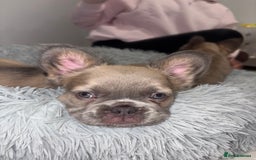 French Bulldog dogs for sale: 4 Fluffy French Bulldogs FOR SALE  - Image 9