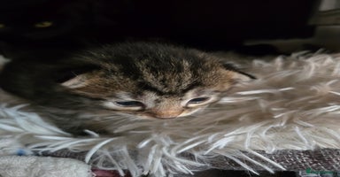 Mixed Breed cats - Advert 13