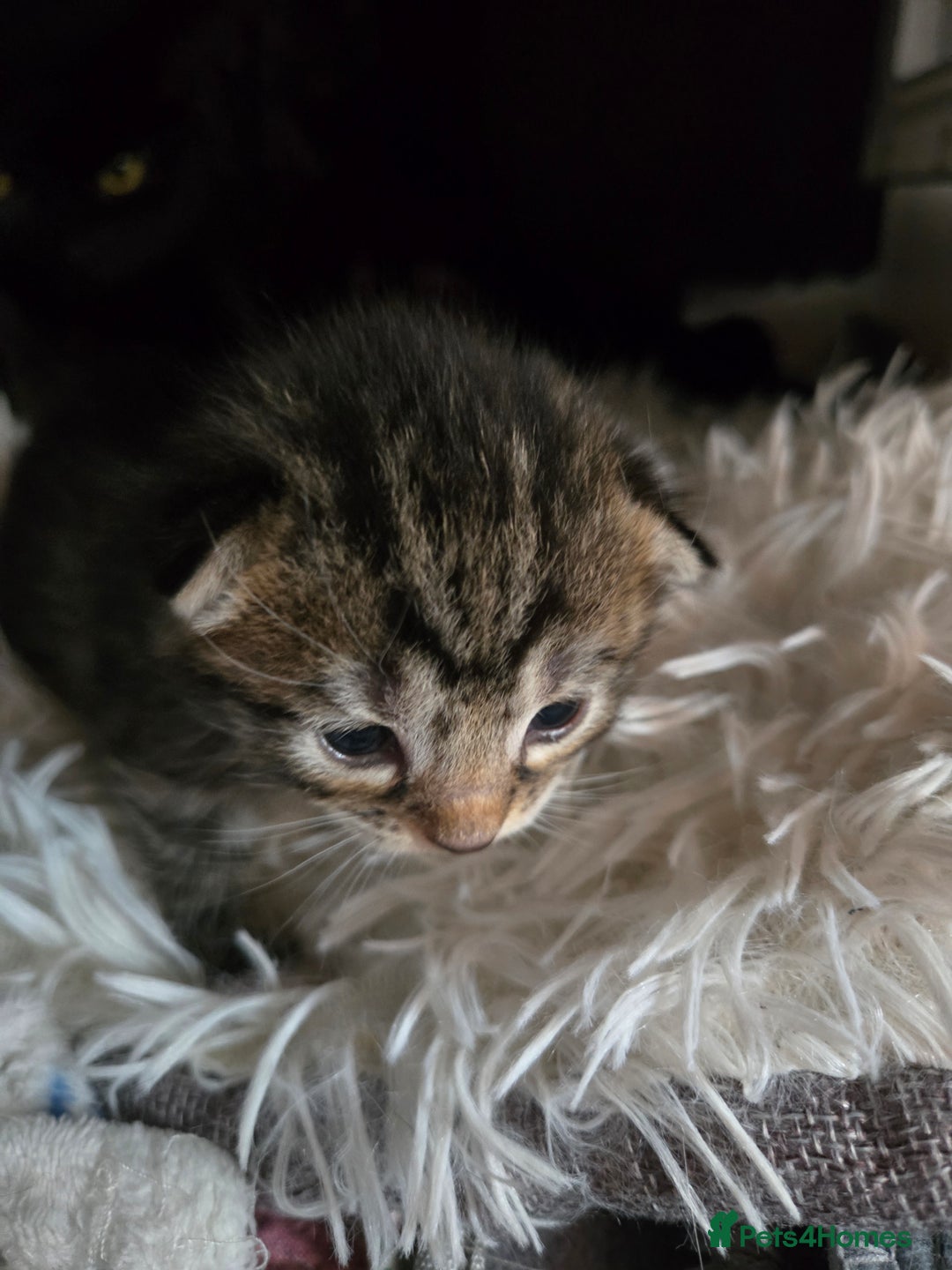 Mixed Breed cats for sale: Siberian ragdoll mixed - Image 3