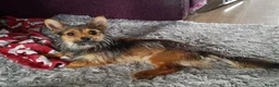 Mixed Breed dogs for sale: Buddy - Advert 1