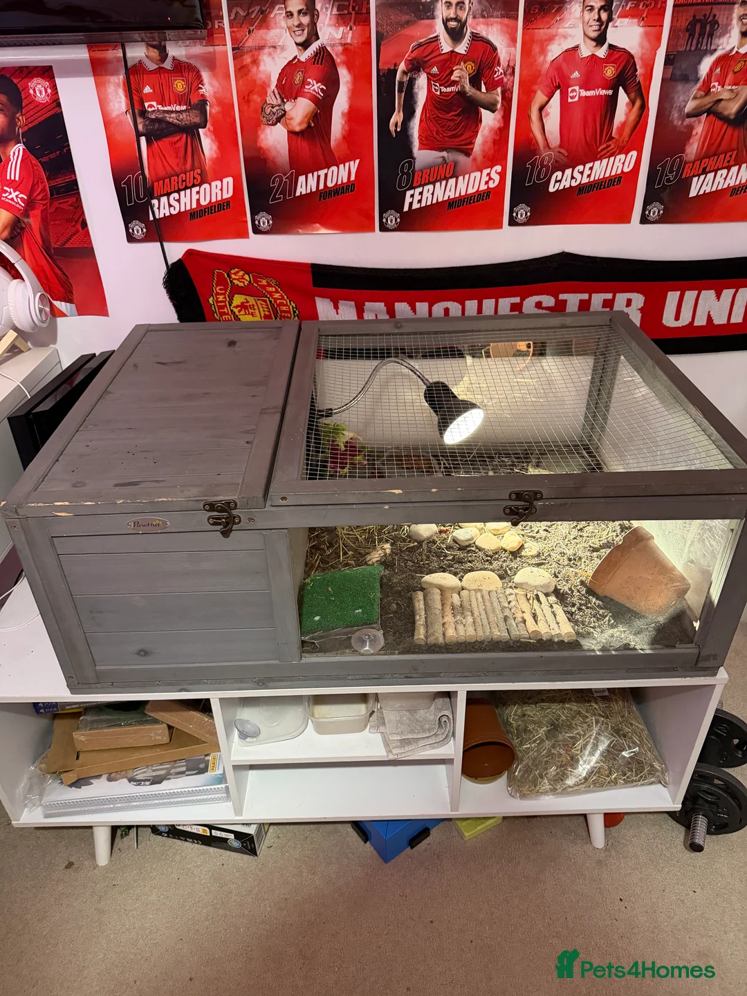 Tortoise reptiles for sale: 2 x horsfield tortoises with complete set up  in Norwich - Advert 3