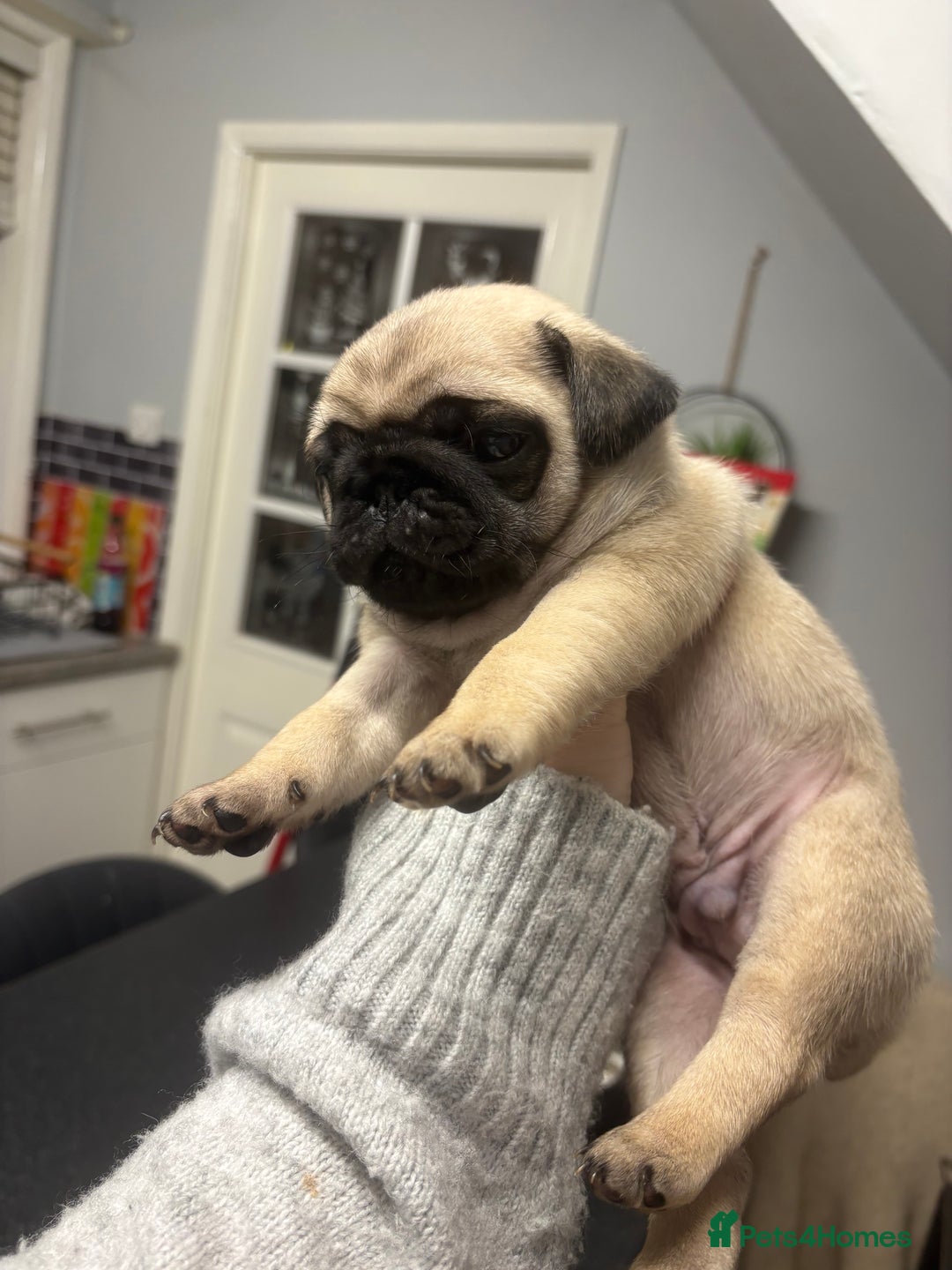 Pug dogs for sale: Gorgeous puppy pugs  - Advert 5