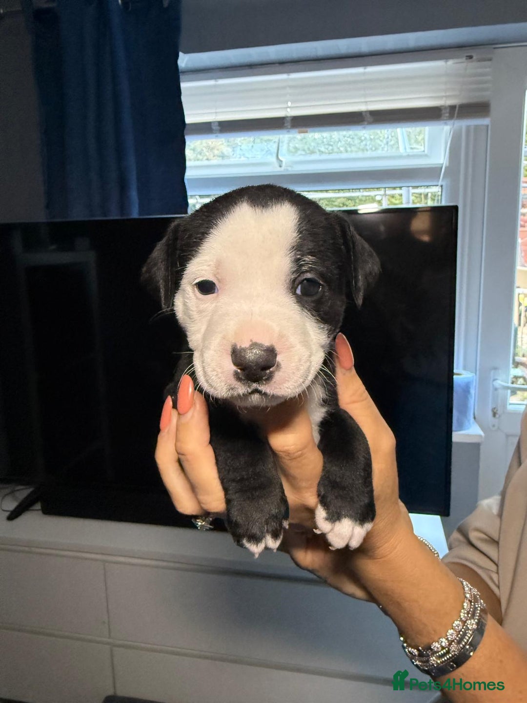 Staffordshire Bull Terrier dogs for sale: Staffordshire bull terrier puppy’s  - Image 5