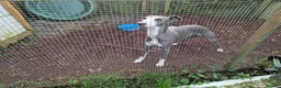 Whippet dogs for sale: Kc whippet puppies  - Advert 1