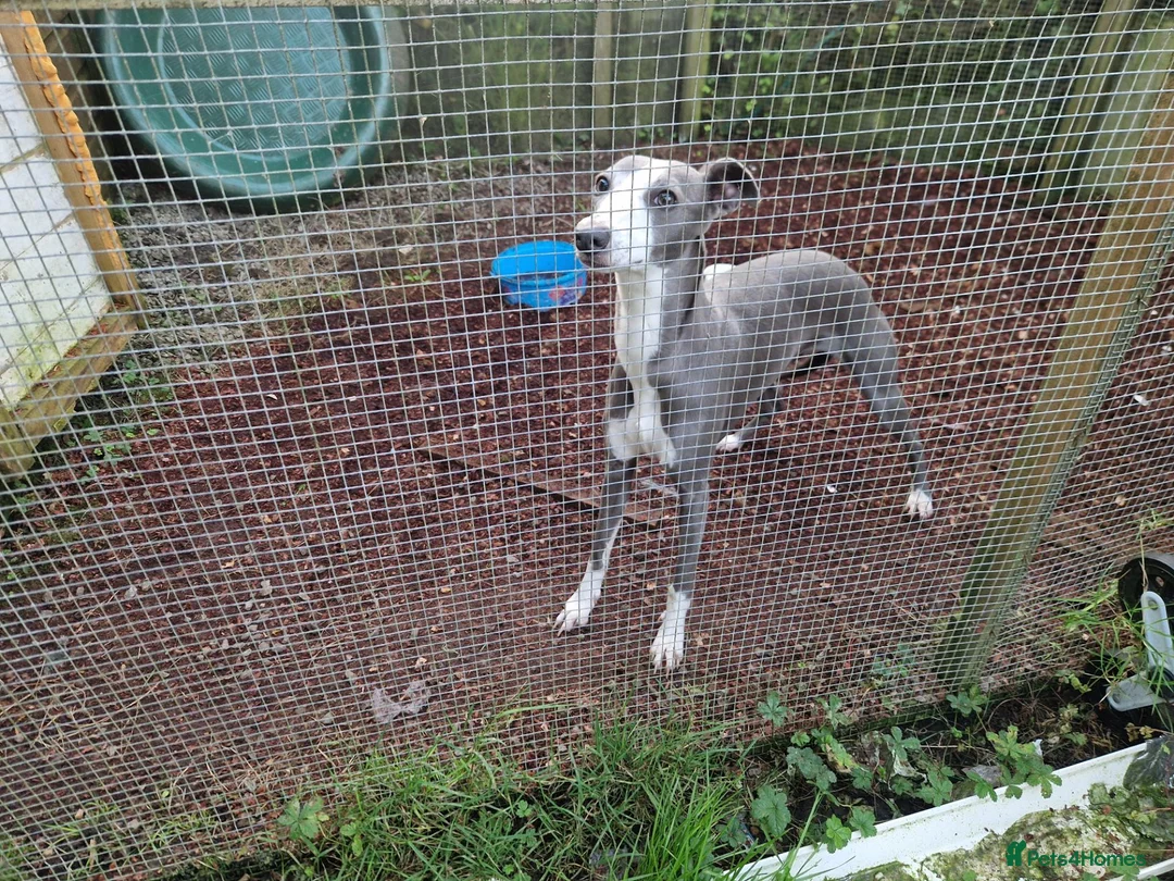Whippet dogs for sale: Kc whippet puppies  - Advert 1
