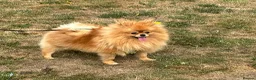Pomeranian dogs for sale: Beautiful Male & female Pomeranian  - Advert 9