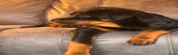 Rottweiler dogs for sale: 6 month old male rottweiler in Gloucester - Advert 2