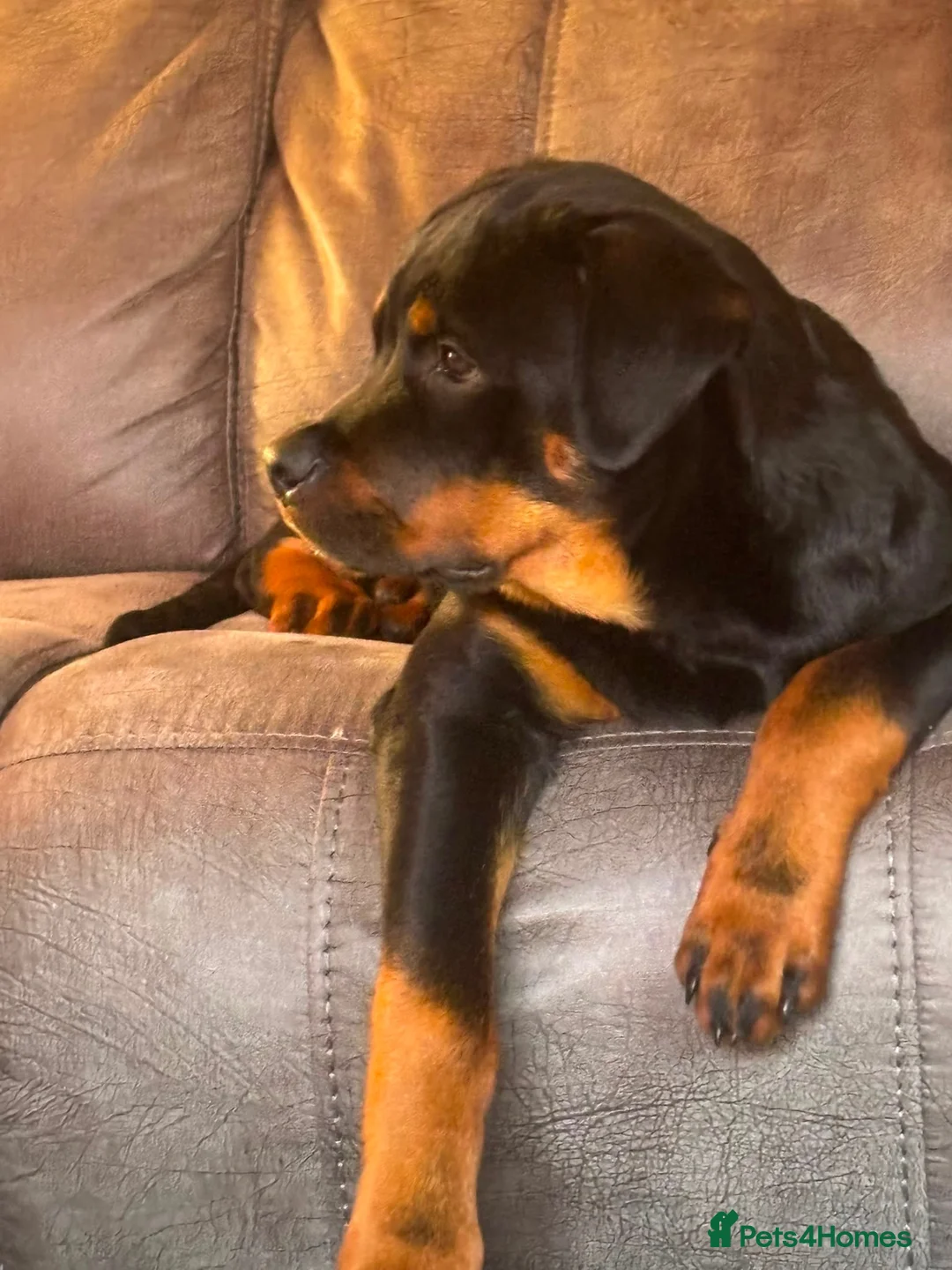Rottweiler dogs for sale: 6 month old male rottweiler in Gloucester - Advert 2