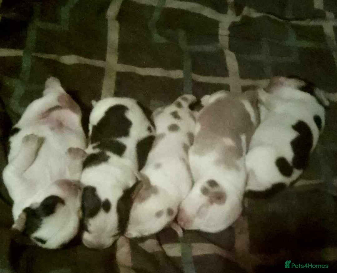 Beagle dogs for sale: Pedigree Beagle Puppies for Sale – Healthy - Image 7