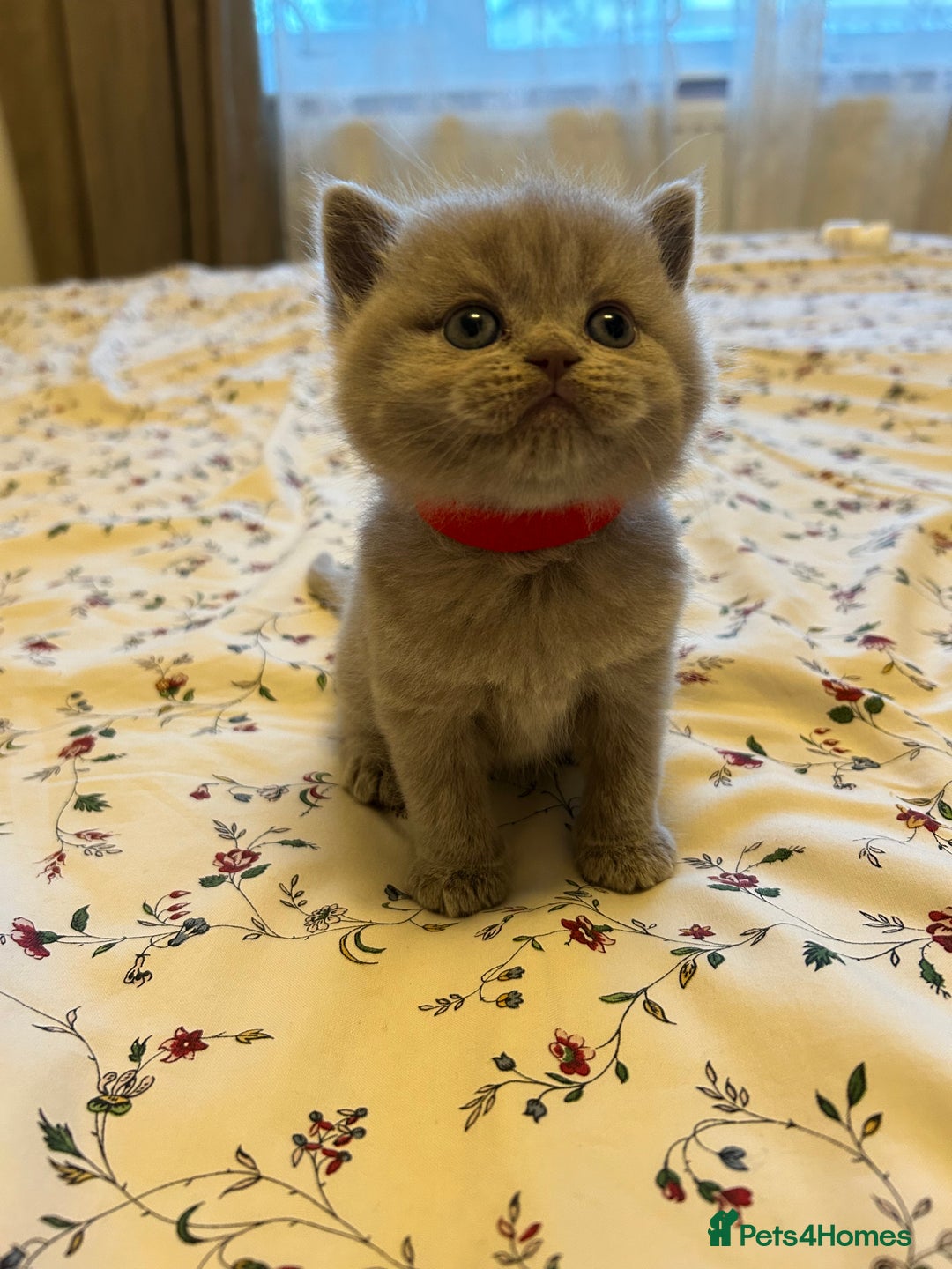 British Shorthair cats for sale: Beautiful British shorthair kittens - Advert 18