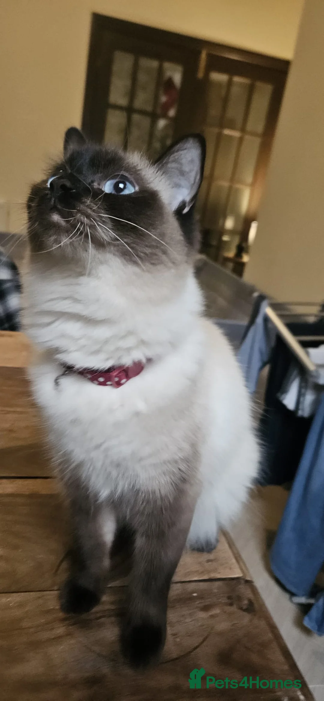 Ragdoll cats for sale: Meet Zula ragdoll Female / unspayed  in Blackburn - Advert 2