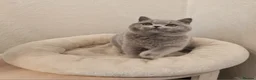British Shorthair cats for sale: Stunning British Shorthair & Longhair Kittens  - Advert 18