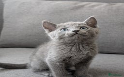 Russian Blue cats for sale: Russian blue babies looking for FOREVER homes - Image 17