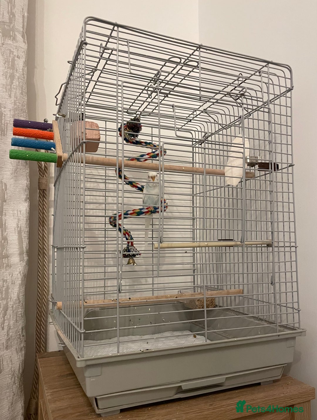 Budgerigars birds for sale: Budgie & Cage – Loving Home Wanted 🤍 - Advert 5