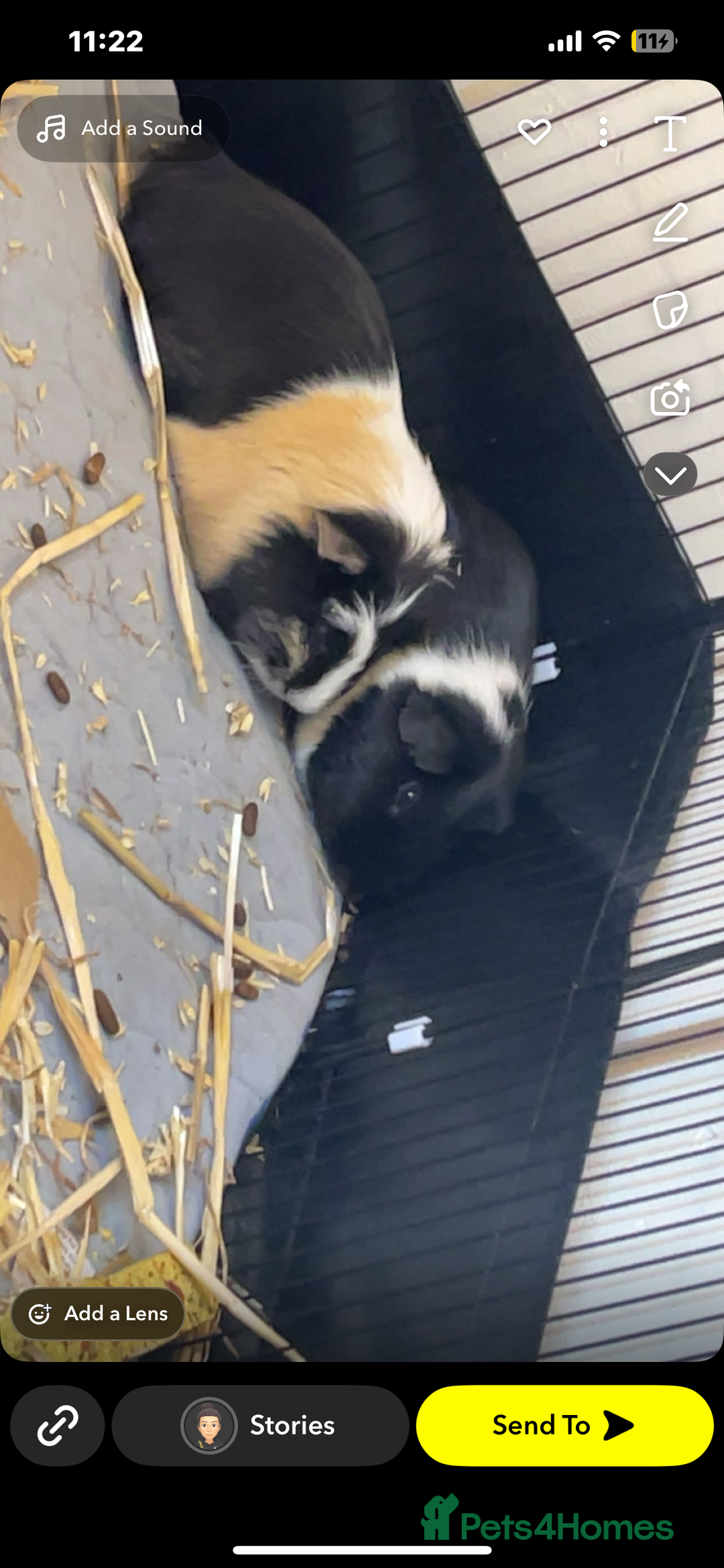 Guinea Pig rodents for sale: 2 male adult guinea pigs  - Image 1