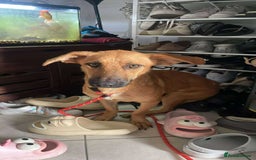 Mixed Breed dogs for adoption: Mario seeking forever home  - Image 4
