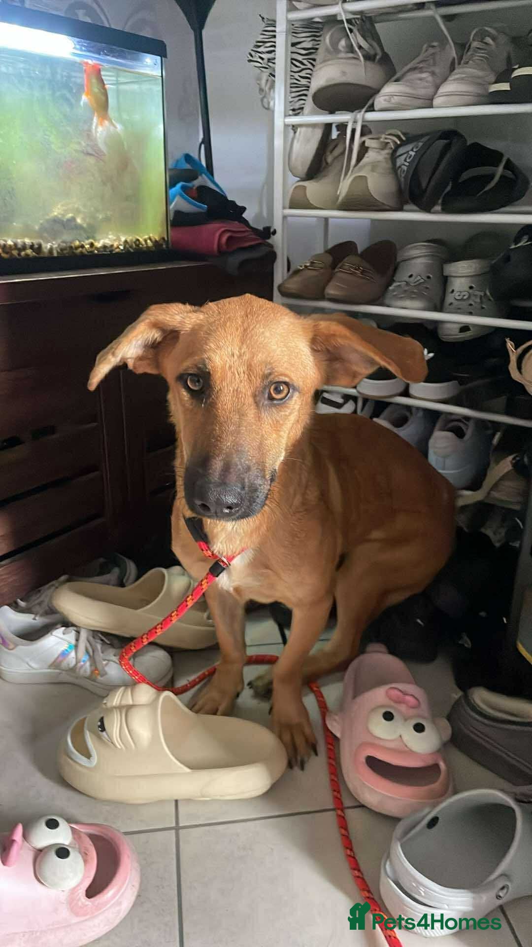 Mixed Breed dogs for adoption: Mario seeking forever home  - Image 4