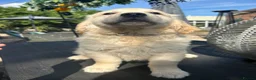 Golden Retriever dogs for sale: Beautiful litter of golden retrievers available  - Advert 9