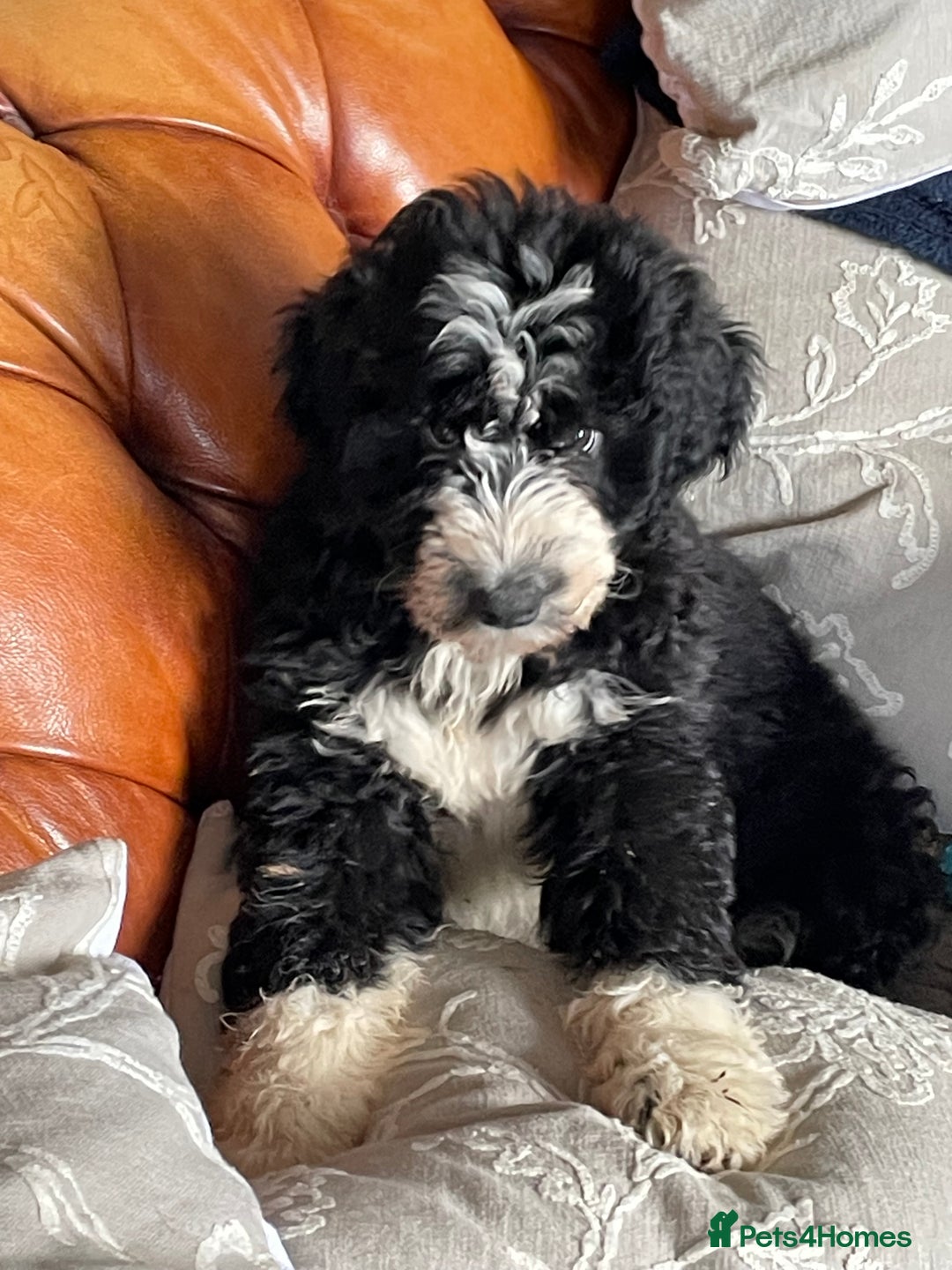 Bernedoodle dogs for sale: F1 Bernadoodle puppy bitch - Advert 4