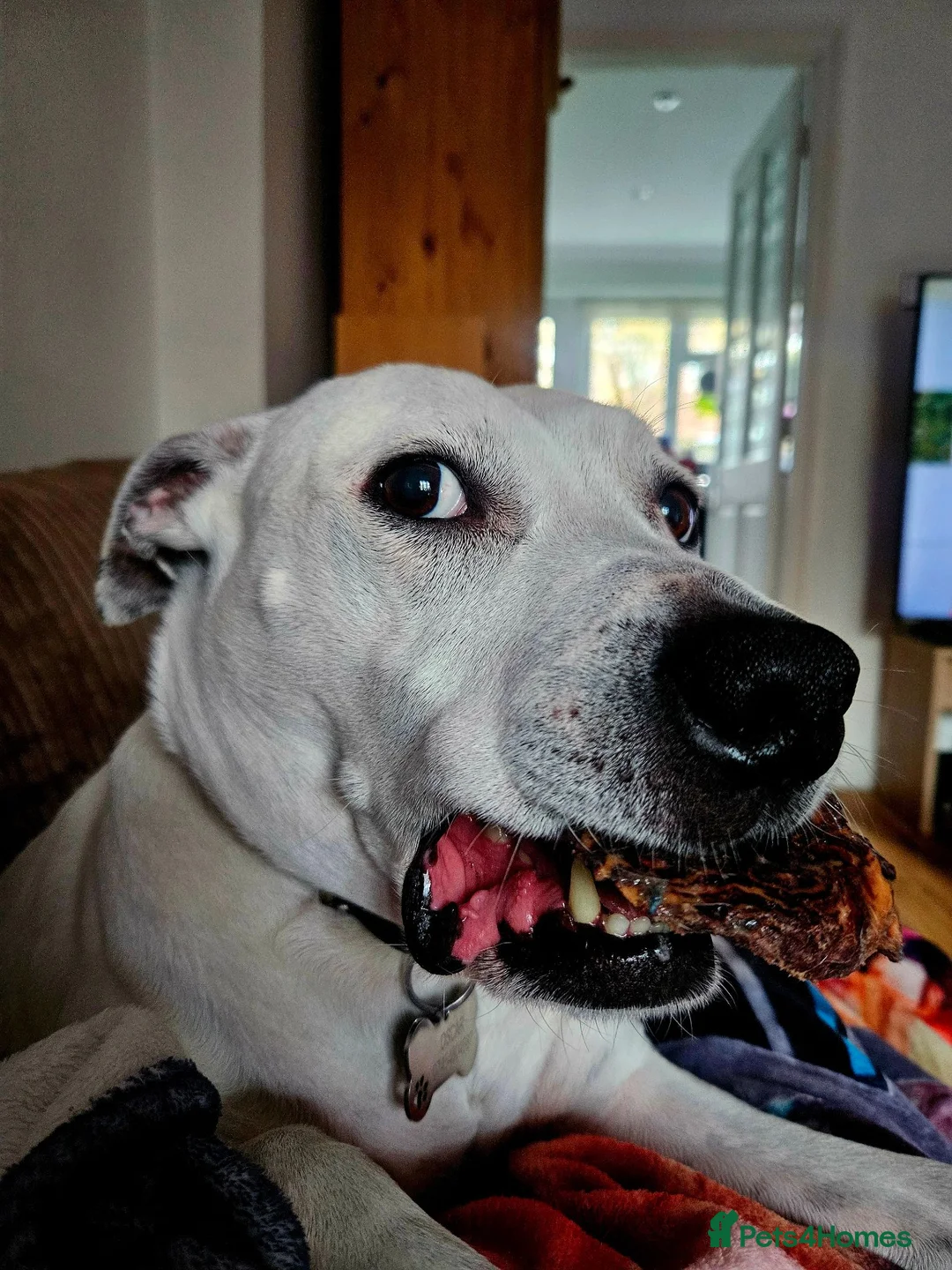 Staffordshire Bull Terrier dogs for sale: Beautiful Oscar looking for a loving home in Leicester - Advert 3