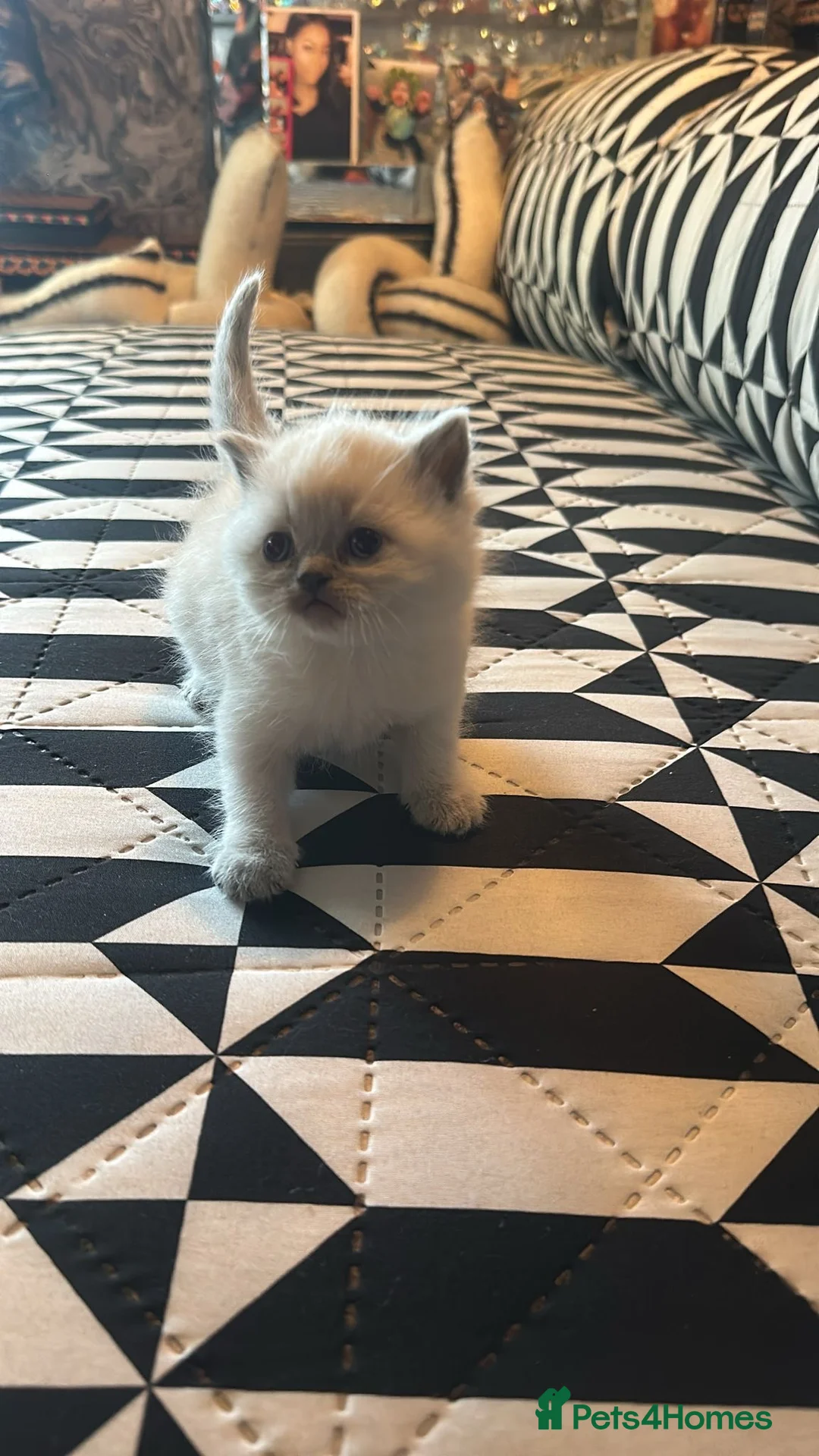 British Longhair cats for sale: British shorthair  - Advert 4