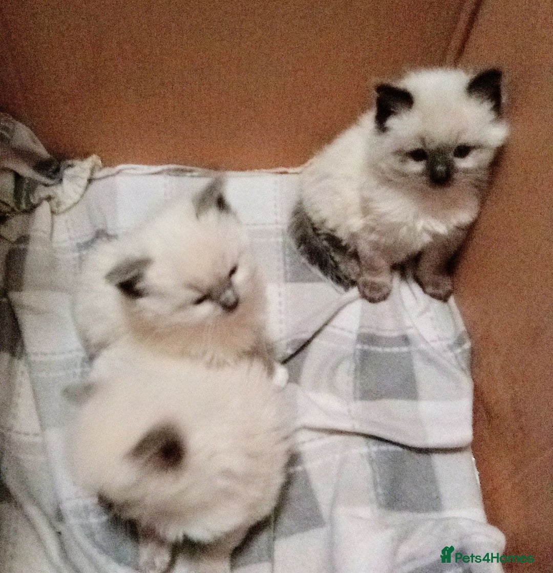 Ragdoll cats for sale:  😍🐾😻ragdolls😍🐾😻  - Advert 5