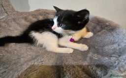 British Shorthair cats for sale: Bsh kitten  - Image 6