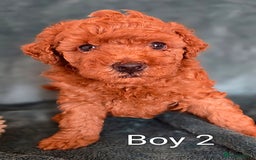 Maltipoo dogs for sale: RED TOY MALTIPOO - Image 3