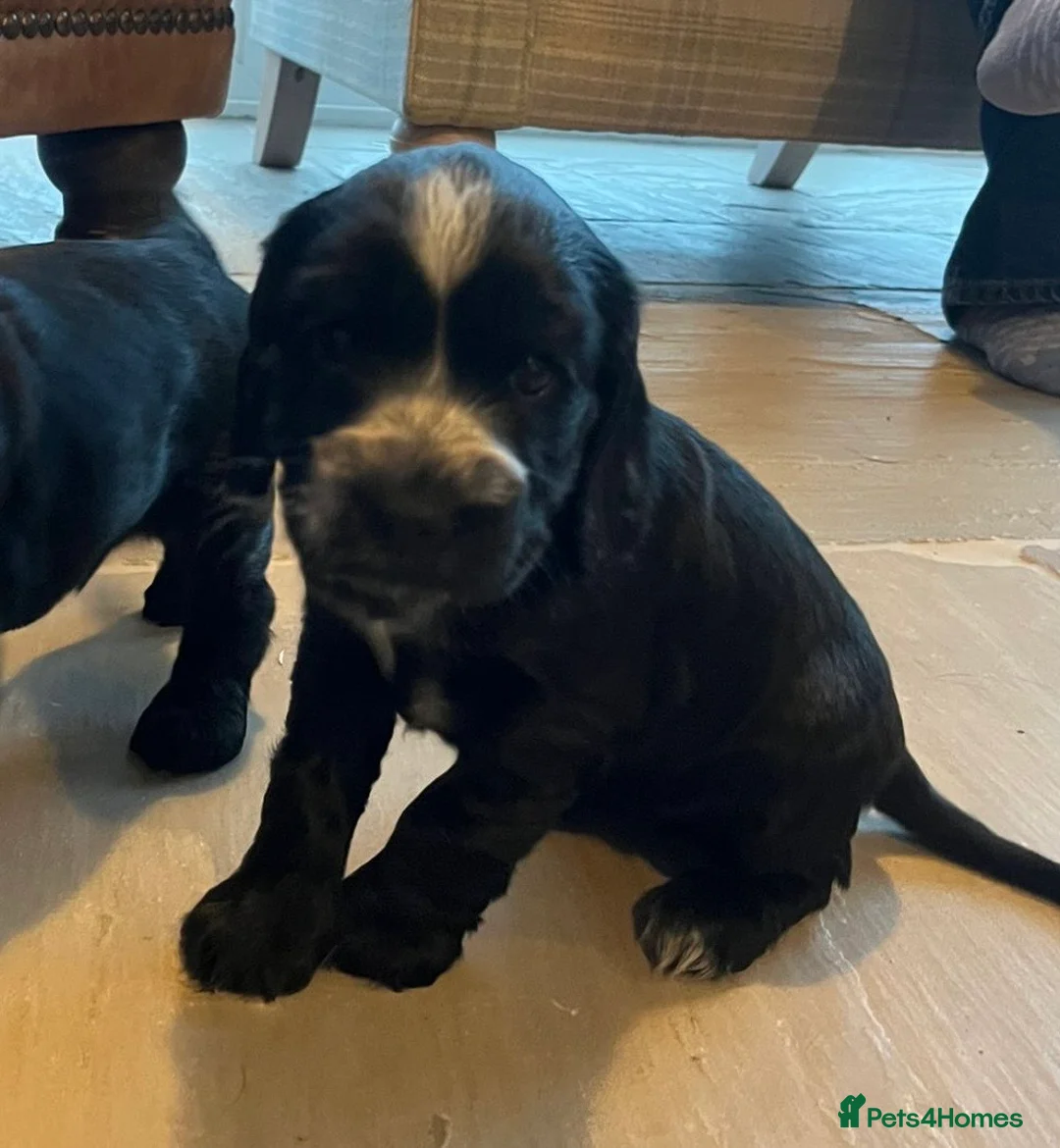 Cocker Spaniel dogs for sale: Cocker Spaniel Show Type Puppies  - Advert 5