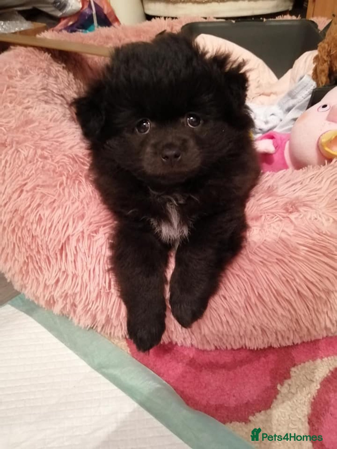 Pomapoo dogs for sale: Pompoo's - Advert 2