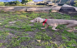 Mixed Breed dogs for sale: Ivar Weimaraner x sprocker - Image 3