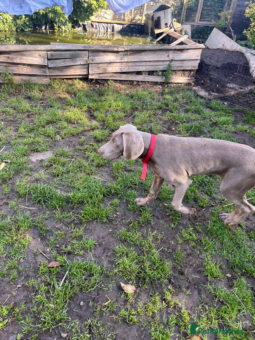Mixed Breed dogs for sale: Ivar Weimaraner x sprocker - Image 3