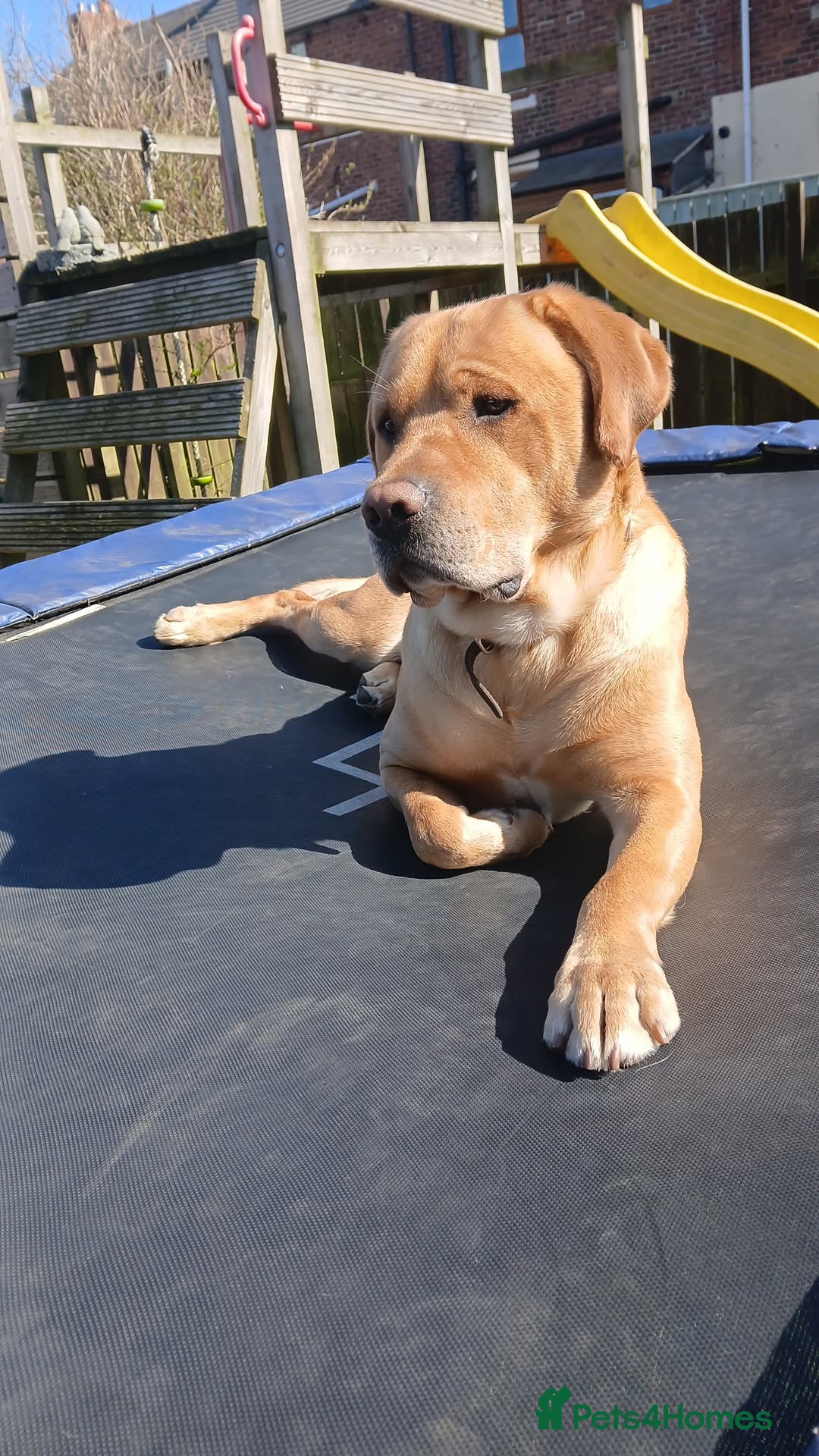 Golden Retriever dogs for stud: Male dog for stud - Advert 1