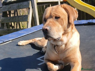 Golden Retriever dogs Male dog for stud - Advert 1