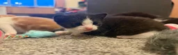 Mixed Breed cats for sale: 3 Black and White Mixed Male Kittens  in Sheffield - Advert 12