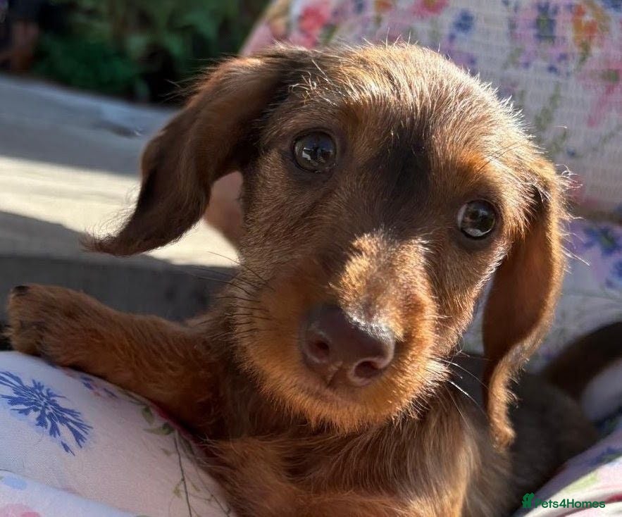 Miniature Dachshund dogs Boy and girl miniature wire haired dachshund  - Advert 14
