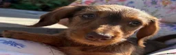 Miniature Dachshund dogs for sale: Boy and girl miniature wire haired dachshund  - Advert 1