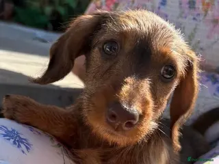 Miniature Dachshund dogs Boy and girl miniature wire haired dachshund - Advert 17