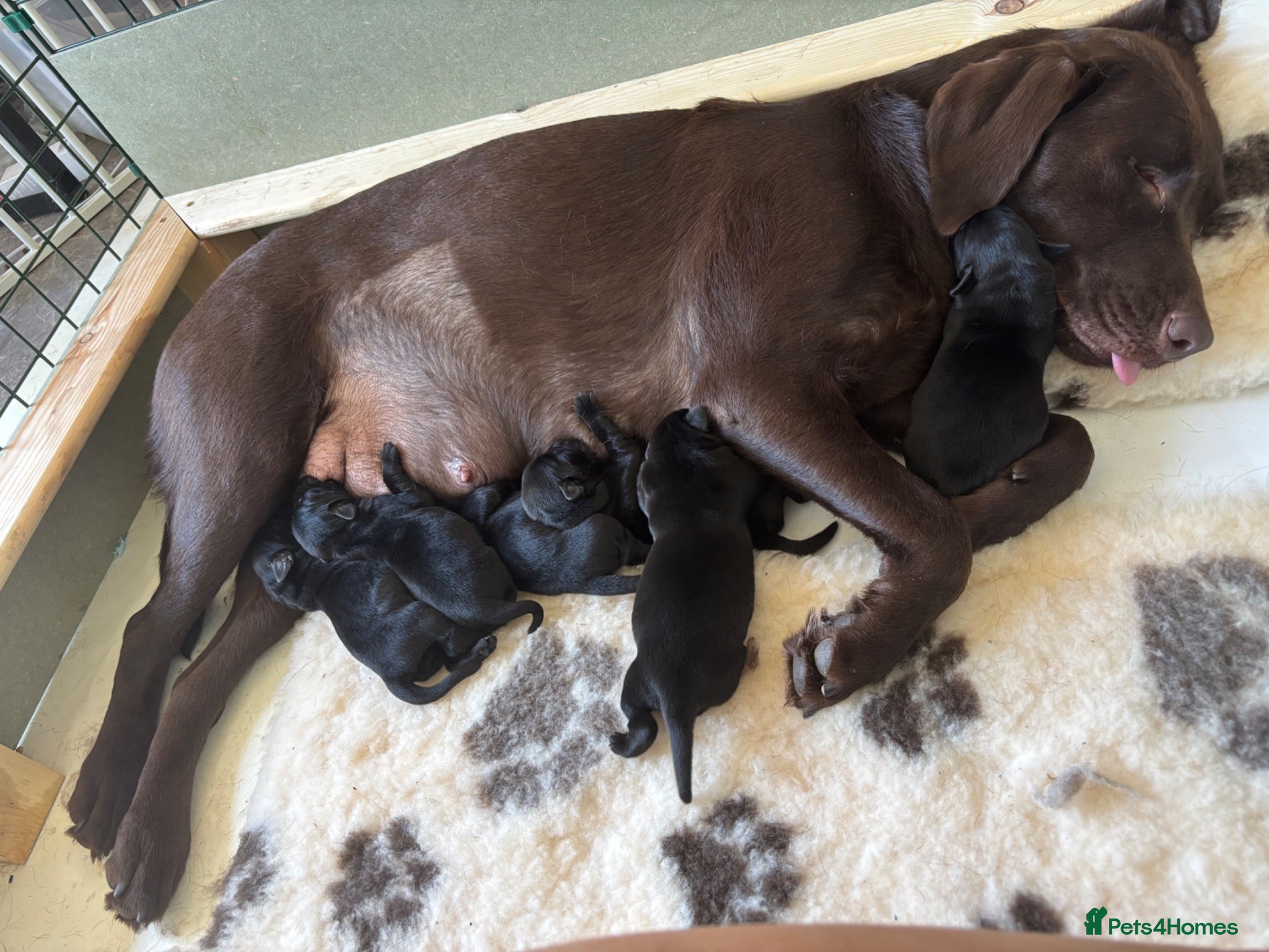 Labrador Retriever dogs for sale: KC Pedigree Labrador Puppies READ DESC. RE PRICING - Advert 1