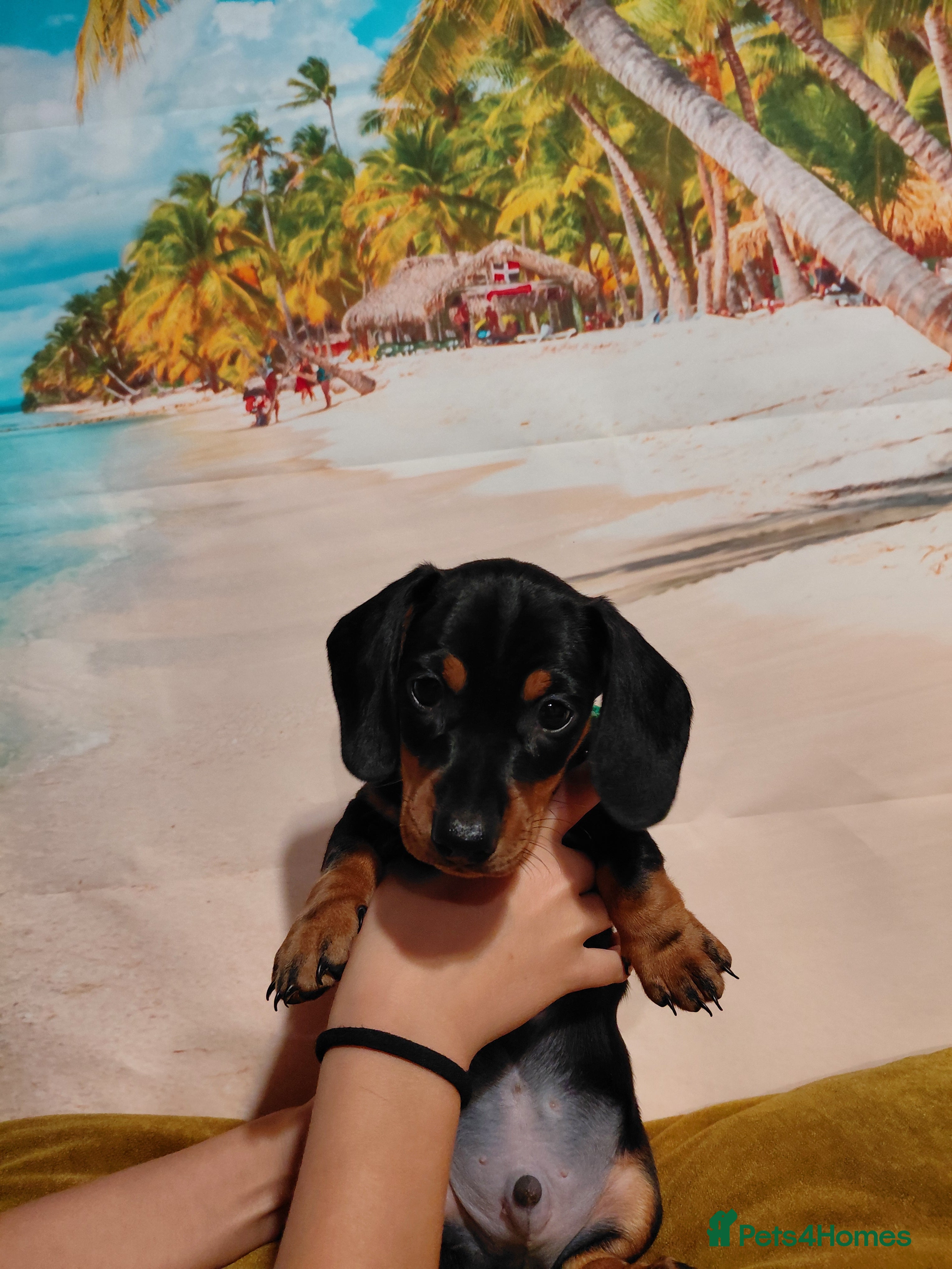 Miniature Dachshund dogs Miniature Dashund puppies  - Advert 5