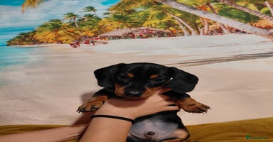 Miniature Dachshund dogs - Advert 15