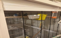 Budgerigars birds for sale: Two male budgies  - Image 1
