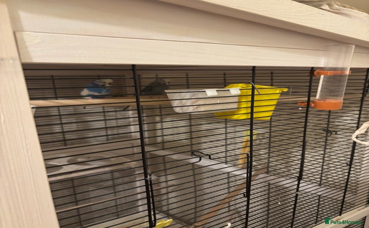 Budgerigars birds - Advert 2