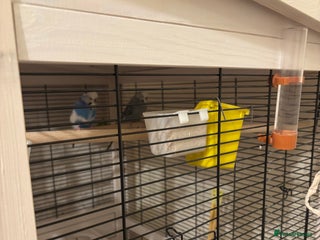 Budgerigars birds - Advert 5