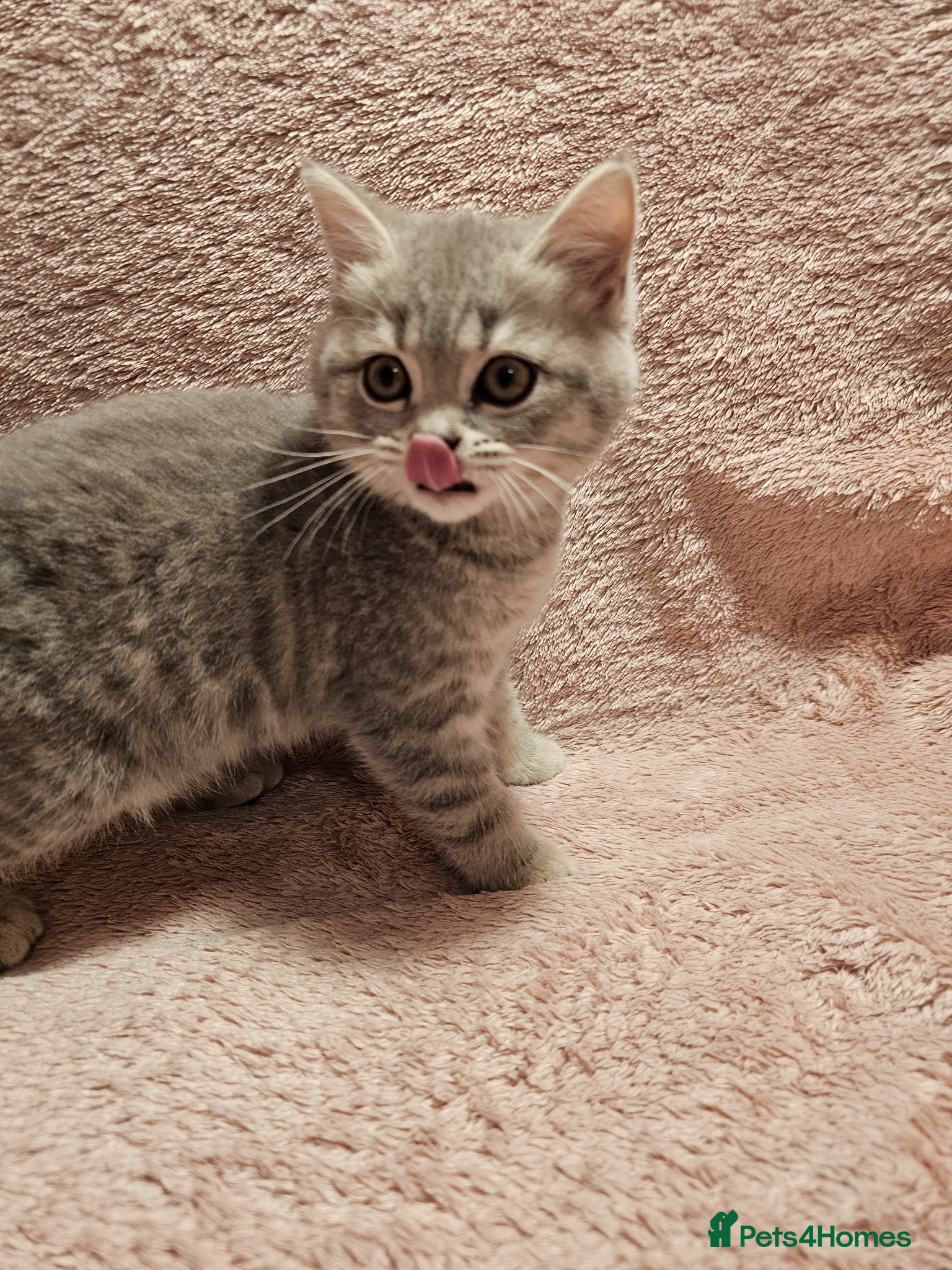 Brazilian Shorthair cats Sweet Tabby Kittens - Advert 1