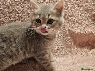 Brazilian Shorthair cats Sweet Tabby Kittens - Advert 1