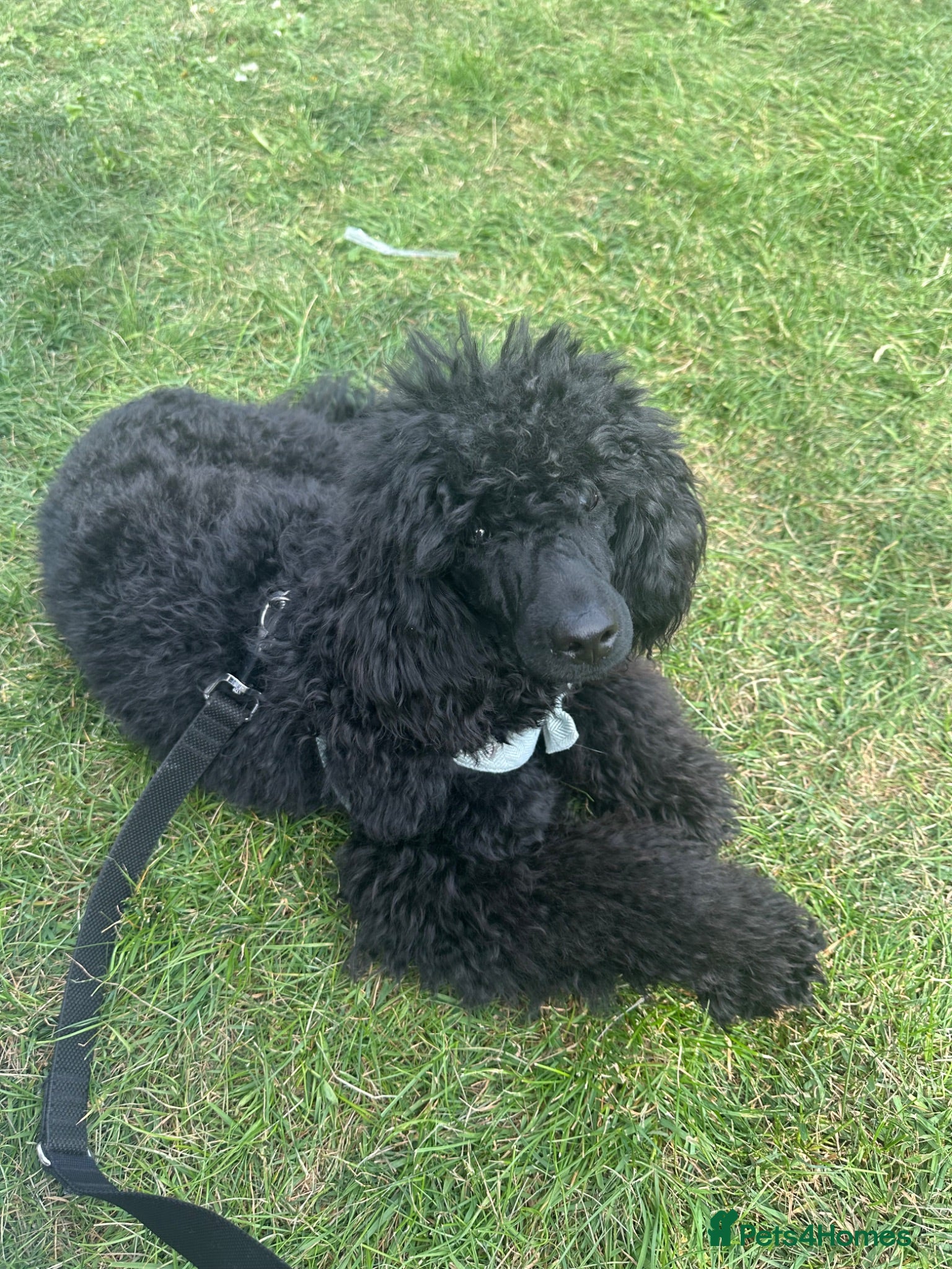 Miniature Poodle dogs Miniature poodles 1 male 1 female  - Advert 4